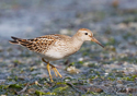 Calidris melanotos